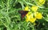 Zygaena trifolii